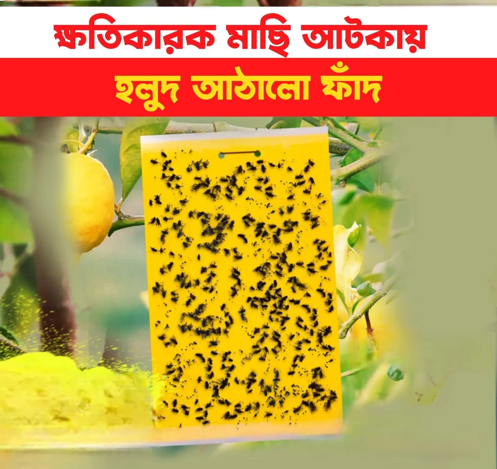 হলুদ আঠালো ফাঁদ 